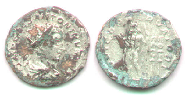 Elagabalus ant